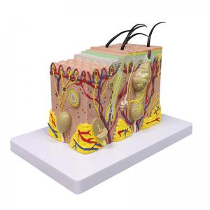 China Biology Teaching 35 Times Enlarged Human Anatomy Skin Tissue Structure Model With Hair supplier