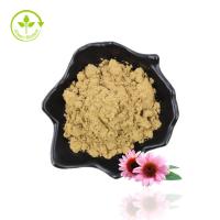 China Manufacture Supply Echinacea Purpurea Chicoric Acid Echinacea Extract on sale