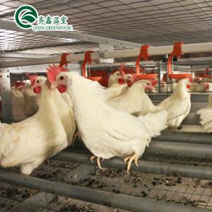 China Large Double Layer Chicken Farm Multi-Span Film Greenhouse Customizable Size supplier