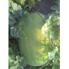 China Light green rind Organic Watermelon Seeds with netted stripes wholesale