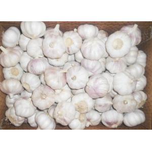 China Fresh Spicy Normal White Reducing Bacteria Garlic supplier