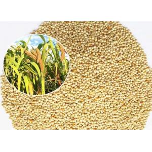 Mini Size Bird Food For Small Birds , White Millet Seed Premium Quality