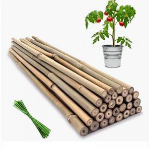 China Moso Row Bamboo Poles Canes Stakes Sticks Farming Support Gardening Decoration supplier