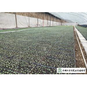 China Safety Chinese Green Cabbage Lower Cholesterol Levels Without Pollution supplier