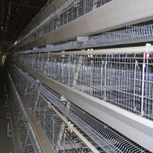 China Soncap 128 Birds/Set 4 Layer Chicken Cage For Laying Hens 8436290000 supplier