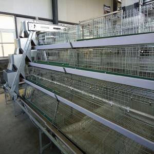 China Poultry House Layer 180 / 240 Baby Chick Cage A Type With Feeders supplier