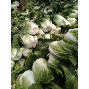 China Milky Juice Organic Chinese Cabbage With Clean And Smooth Surface supplier