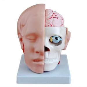 human head anatomy model With Brain Arteries Medical Teaching Specimen Model