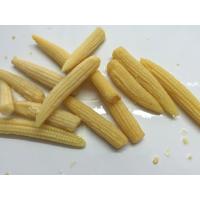 China Whole Canned Young Corn , Baby Corn In Brine Tender And Flavorful Tasty on sale