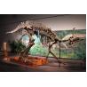Huge Complete Dinosaur Fossil Model For Shopping Mall / Open Air Museum