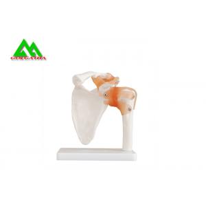 Human Joint Model For Medical Teaching 11cmx4cm Corrosion Resistance