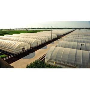 China Small Size Single Tunnel Greenhouse Galvanized Tube Frame Span Width 6 / 8 / 10m supplier