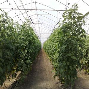 China Vegetables Multispan Poly Tunnel Greenhouse With Cooling Ventilation System supplier