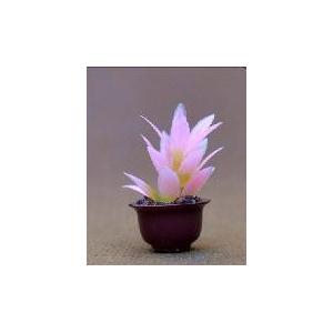 China model potted plan,1:20model material,decoration fllower,artificial pot,1:25,3CM potted plant supplier