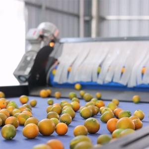 PLC Control Apex Fruit Sorting Machine With 99.9% Accuracy For Kumquats
