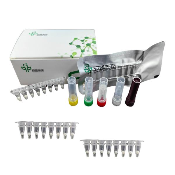 Kit de detección de patógenos por fluorescencia de Vibrio vulnificus EXO con detector isotérmico