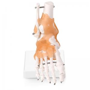 Life Size Human Foot Ankle Joint Model With Ligament For Medical Science Education