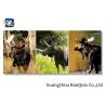 Wall Art Stretched Picture Of Wild Animal Black Bear / Deer For Bedroom