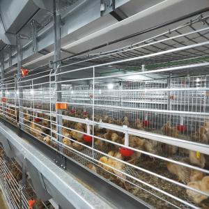 China Hot Dip Galvanized Poultry Cages For Chicken Farms Baby Chickens supplier