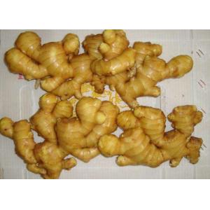 China 6.5kg pack 200g Brightly Yellow Air Dried Ginger supplier