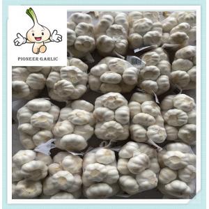 Jining Shandong Pure White Fresh Garlic 20156 price of Chinese natural garlic