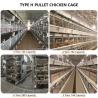 China Poultry Farming Pullet Automatic Day Old Chick Battery Chicks Brooding Cages wholesale