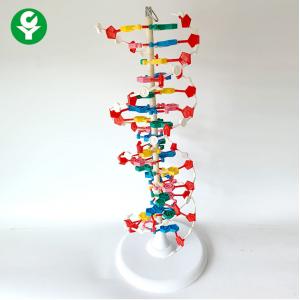 China Biological Educational Body Parts Models / Molecule DNA Structure Model supplier