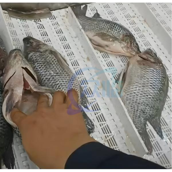 China Seafood processing factory fish belly and back cleaning machine Fish cutting and cleaning machine wholesale