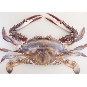 forzen blue swimming crab whole IQF fresh frozen sea food high quality HACCP to Korea Thailand