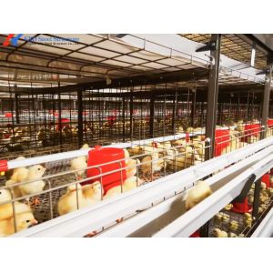 China Automatic Broiler Poultry Farming Equipment Galvanized H Type Battery Chicken Cages wholesale