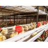 China Chicken Poultry Cage H Type Layer Chicken Cage Automatic Feeding System wholesale