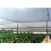 China High Strength Anti Hail Agriculture Net , Hdpe Raschel Knitted Netting on sale