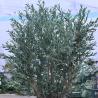 Realistic Tree Trunk olive artificial tree Large Faux Olive Tree Plant with Branches and Fruits for Modern Home Office Living Room Floor Decor Indoor