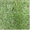 Fireproof Pet Friendly Fake Lawn / Artificial Outdoor Artificial Turf For Dogs