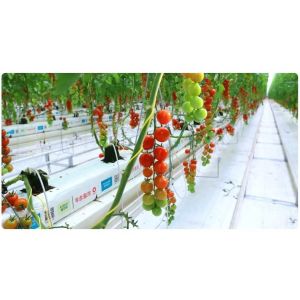 China Greenhouse Polypropylene Thread Packing 1800m/Roll 3000m/Roll PP Twine wholesale