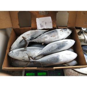 China Frozen Sea Tuna Auxis Thazard Sale New Landing 1kg Up Frozen Bonito Fish supplier
