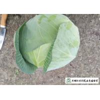 China Clean Flat Head Cabbage Low Calories Contains Small Micronutrient No Stain on sale