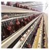 China Farm 120 Birds 160 Birds Layer Chicken Cage U Shape Steel wholesale