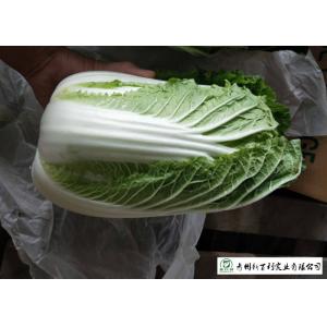 China Frozen Vegetable Factory Napa Cabbage Plant Can Lower Blood Pressure supplier