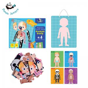 China Human Body Magnetic Puzzle Game Material Glossy Artpaper White Board for Kids 3+ supplier
