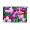 China Función multi durable reflexiva anti del panel de exhibición de HMI TFT wholesale