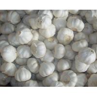 Factory Price Premiun Fresh Pure White Garlic  10KGS/Carton 4.5-6.0CM size