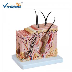 China Medium Sized Human Anatomical Model Skin Model Anatomy Magnification 70 Times supplier