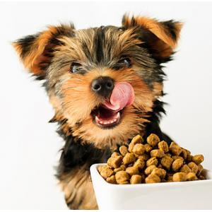 Wenger Extruder Spare Parts In Producing High-Quality Pet Food