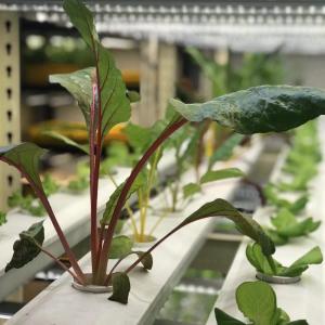 China Transforme su operación agrícola con verduras de hoja Reefer Container invernadero supplier