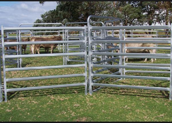 Dust Proof Galvanized Livestock Panels , Portable Cattle Panels Easy Maintenance