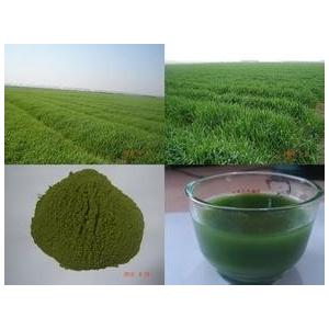 100% natural Bayley  grass powder,Organic Barley Grass powder,High quality Barley GrassPowder