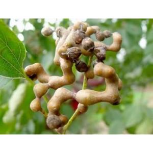 relieve alcoholism and activate the spleen Japanese Raisin Tree Seed Extract powder 10:1