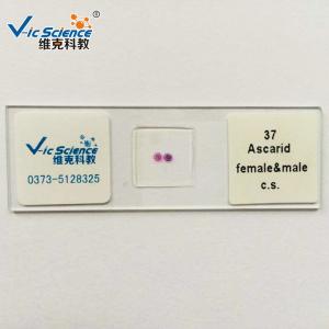 China Students Set 25.4mm X 75.2mm Prepared Microscope Slides supplier