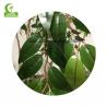 China Real Touch 130cm High Artificial Ficus Tree , Lifelike Artificial Palm Trees Durable wholesale